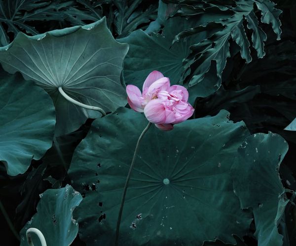 Symbolic image of a lotus flower representing purity and spirit.
